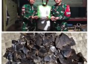 Peduli Satwa Dilindungi, Warga Perbatasan Serahkan 1 Kg Sisik Trenggiling ke Satgas Pamtas RI-Malaysia Yonarmed 19/Bogani