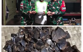 Peduli Satwa Dilindungi, Warga Perbatasan Serahkan 1 Kg Sisik Trenggiling ke Satgas Pamtas RI-Malaysia Yonarmed 19/Bogani