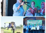 Pemkab Barru dan Unhas Tanam Perdana Jagung JJUH, Perkuat Ketahanan Pangan dan Cetak Penangkar Benih Unggul