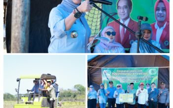 Pemkab Barru dan Unhas Tanam Perdana Jagung JJUH, Perkuat Ketahanan Pangan dan Cetak Penangkar Benih Unggul