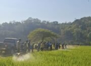 Amankan Stok Padi DTPH Pinrang Turunkan Tim Terpadu Kendalikan Hama di Paleteang