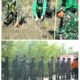 Sambut HUT ke-81 TNI, Kodim 1603/Sikka Tanam Bakau Jaga Kelestarian Pesisir Desa Reroroja
