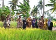 Andi Sinapati Apresiasi Petani Di Tiroang Dengan Hasil Panen Capai 10 Ton Per Hektare