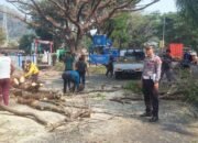 Polsek Bungoro Atur Arus Lalu Lintas Saat Pemangkasan Pohon di Jalan Poros Bungoro
