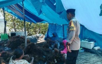 Bhabinkamtibmas Polsek Liukang Tangaya Sambangi Warga Pekerja Rumput Laut, Sampaikan Pesan Kamtibmas
